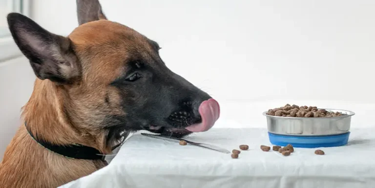 Best Dog Food for Belgian Malinois : 15 Healthy Recipes Reviewed by Budget, Diet and Life Stage