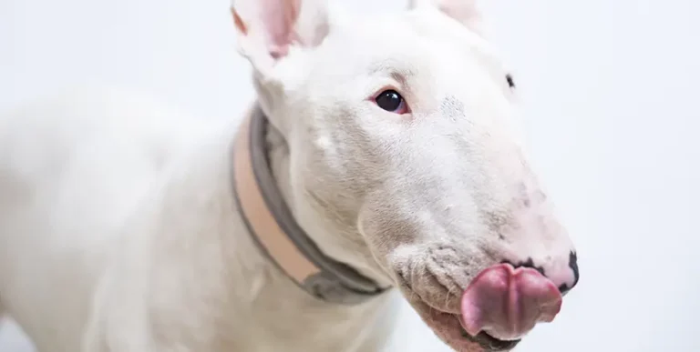 Best Dog Food for Bull Terriers : 15 Healthy Options + Helpful Answers to Feeding FAQs