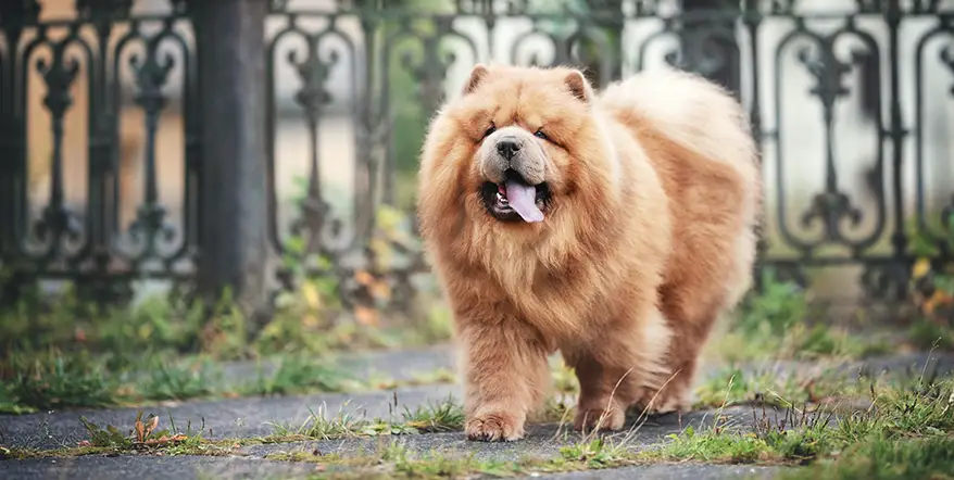 Best Chow Chow Dog Food