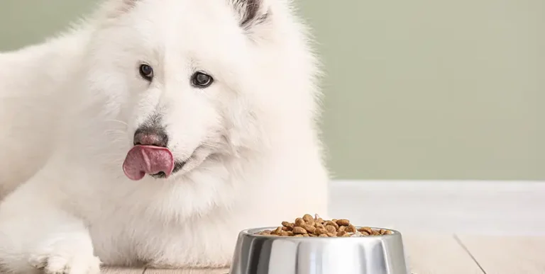 Best Dog Food for Samoyeds : 15 Healthy Options + Helpful Answers to Feeding FAQs