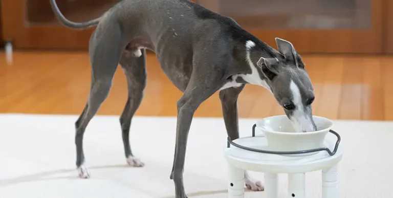 Best Dog Food for Whippets : 15 Healthy Options + Helpful Answers to Feeding FAQs