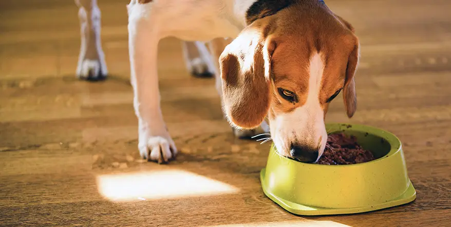 Best Beagle Dog Food