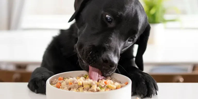 NomNom Dog Food Review 2023 : Our Take on This Fresh, Human-Grade Delivery Service
