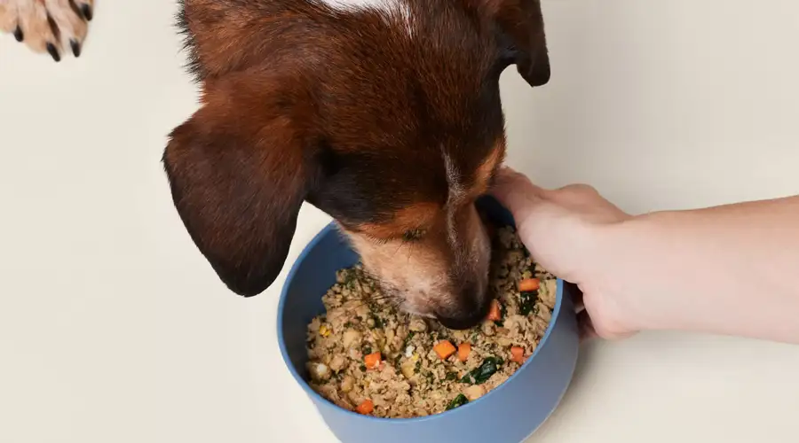 Dog Food Without Peas