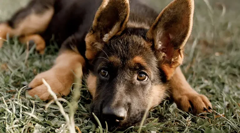 Best German Shepherd Puppy Foods : 10 Healthy Choices + Common Feeding & Nutrition FAQs