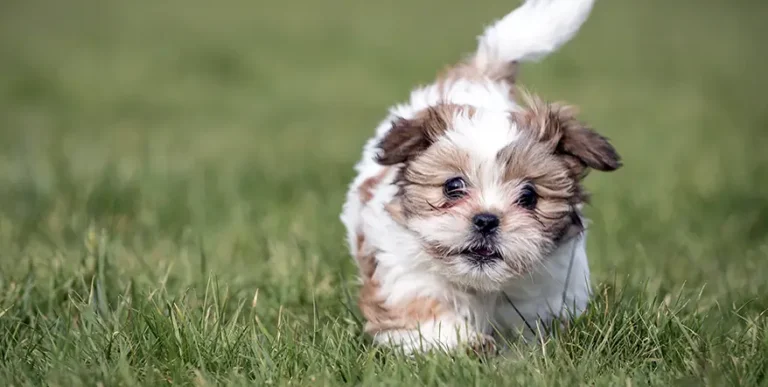 9 Best Shih Tzu Puppy Foods with Our 2023 Most Affordable Pick
