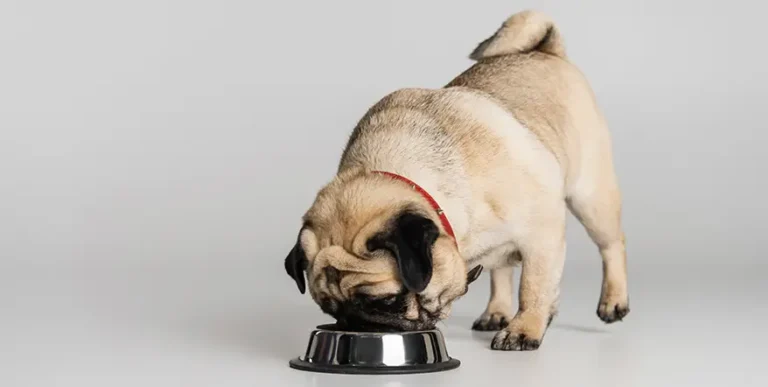 5 Best Small Breed Puppy Foods with our Most Affordable Pick