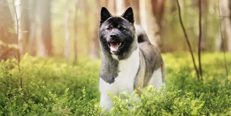 Best Dog Food for Akitas : 15 Healthy, Pet-Tested Recipes + Answers to Feeding FAQs