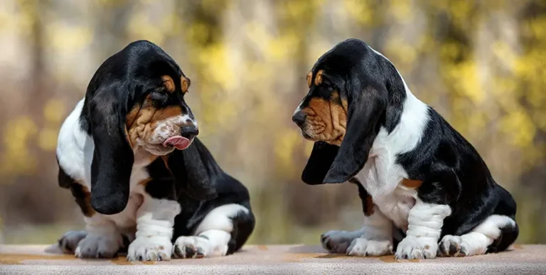 Best Basset Hound Puppy Foods : Top 9 Recipes + Growth & Nutrition FAQ’s