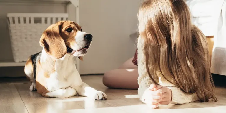 Best Beagle Puppy Foods : 8 Healthiest Recipes + How Much & How Often To Feed Your Baby Beagle