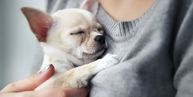 The 9 Best Chihuahua Puppy Foods with Our 2023 Most Affordable Pick