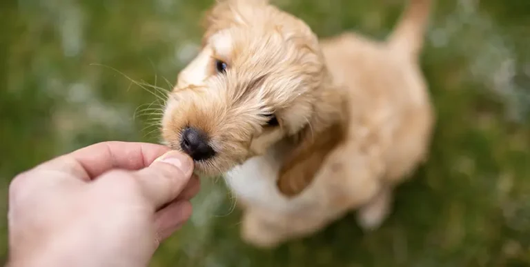 The 8 Best Cockapoo Puppy Foods with Our 2023 Most Affordable Pick