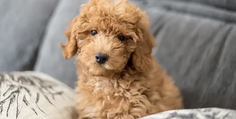 8 Best Poodle Puppy Foods with Our 2023 Most Affordable Pick
