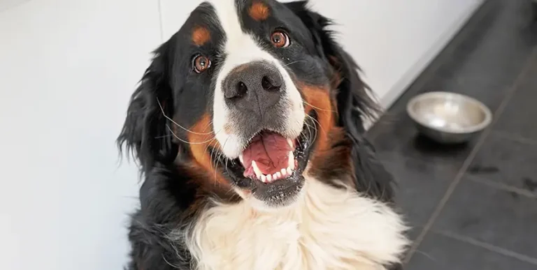Best Dog Food for Bernese Mountain Dogs : 15 Healthy Options + Helpful Answers to Feeding FAQs