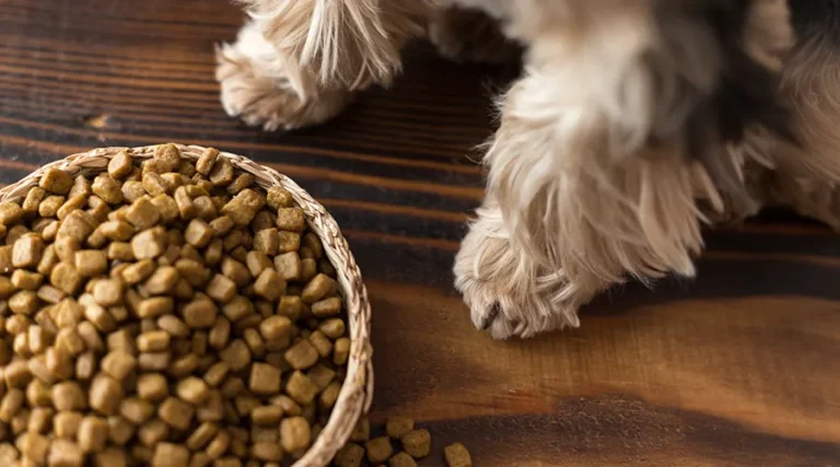 Best High Fiber Dog Food : 7 Healthy Recipes for Anal Gland Problems [2023]