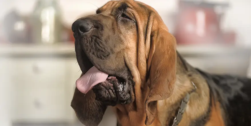 Best Bloodhound Dog Food