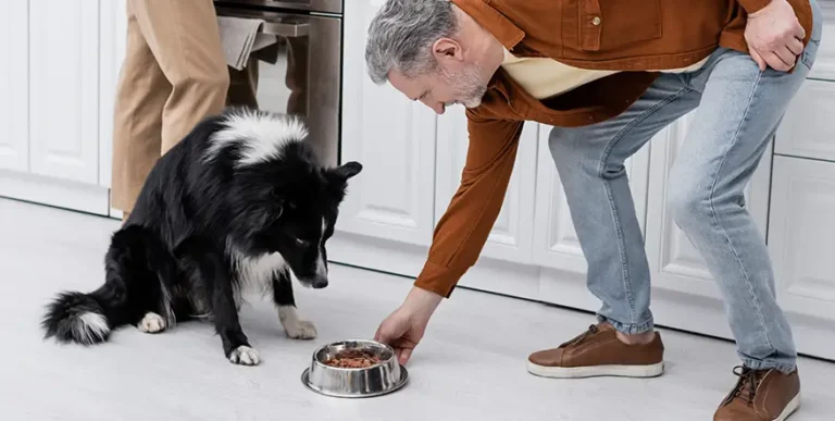 Best Dog Food for Border Collies : 15 Healthy Recipes Reviewed by Budget, Diet and Life Stage