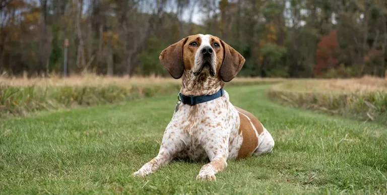 Best Dog Food for Coonhounds : 15 Healthy Options + Helpful Answers to Feeding FAQs