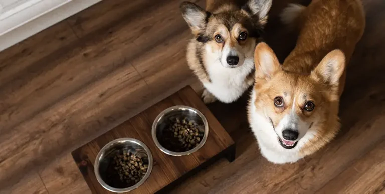 Best Dog Food for Corgis : 15 Healthy Recipes Reviewed by Budget, Diet and Life Stage