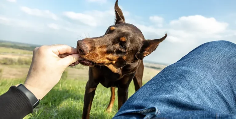 Best Dog Food for Doberman Pinschers : 15 Healthy Options + Helpful Answers to Feeding FAQs