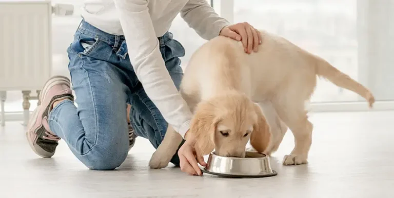 Our Puppy Feeding Guide: Our In-Depth Guide to Feeding a Puppy