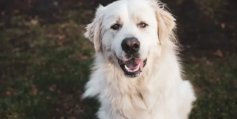 Best Dog Food for Great Pyrenees : 15 Healthy Options + Helpful Answers to Feeding FAQs