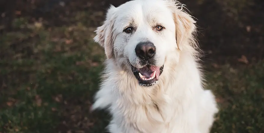 Best Great Pyrenees Dog Food
