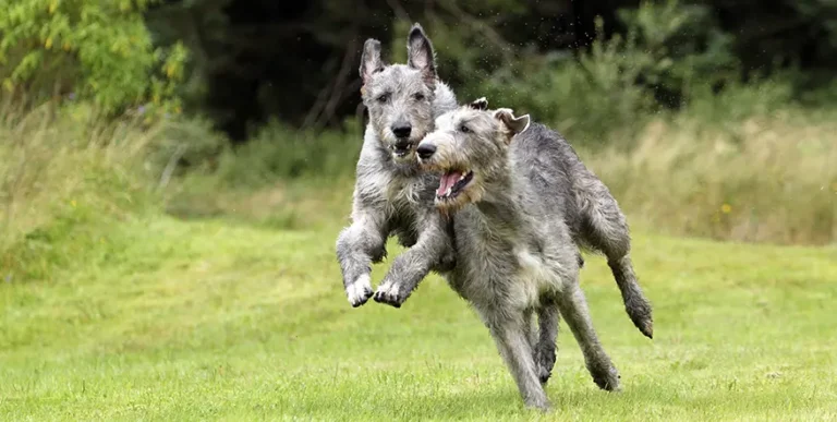 Best Dog Food for Irish Wolfhounds : 15 Healthy Options + Helpful Answers to Feeding FAQs