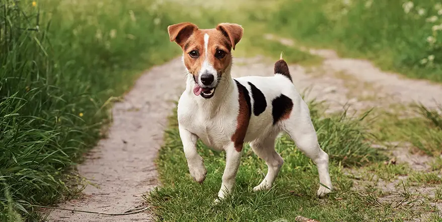 Best Dog Food for Jack Russell Terriers