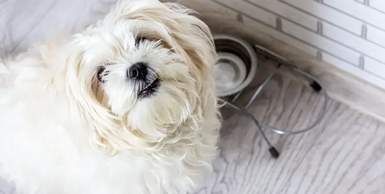 Best Dog Food for Maltese : 15 Healthy Options + Helpful Answers to Feeding FAQs
