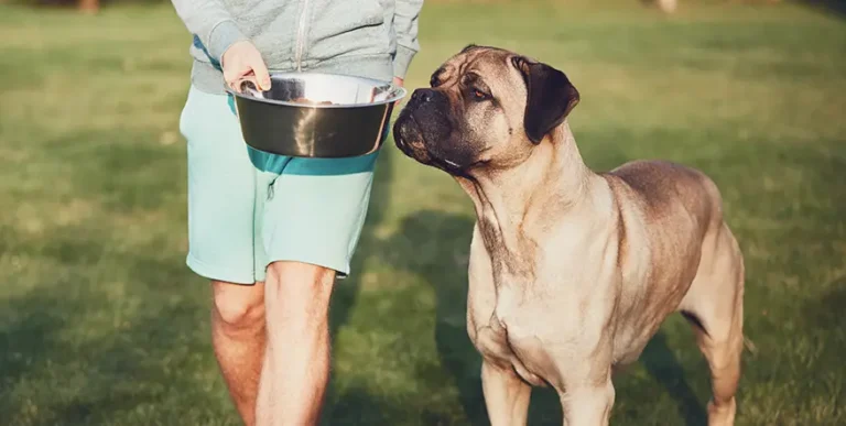 Best Dog Food for Mastiffs : 15 Healthy Options + Helpful Answers to Feeding FAQs