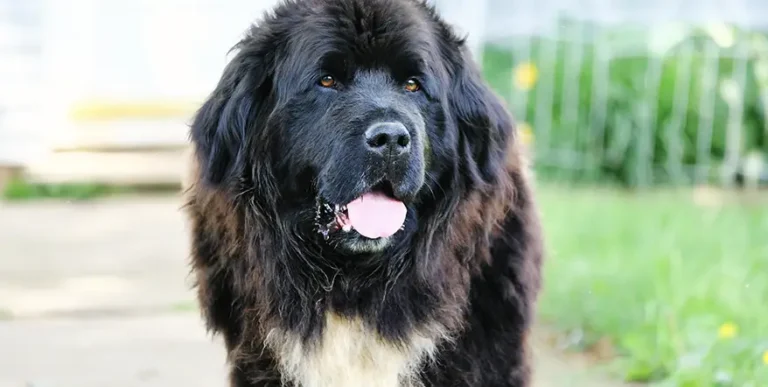 Best Dog Food for Newfoundlands : 15 Healthy Options + Helpful Answers to Feeding FAQs
