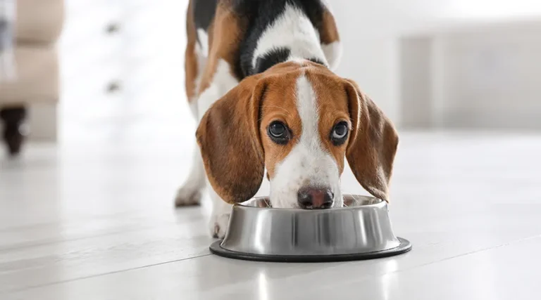 Best Dog Food without Corn, Wheat, and Soy : 7 Healthy Recipes Ranked by Our Experts [2023]