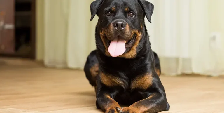 Best Dog Food for Rottweilers : 15 Healthy Recipes Reviewed by Budget, Diet and Life Stage