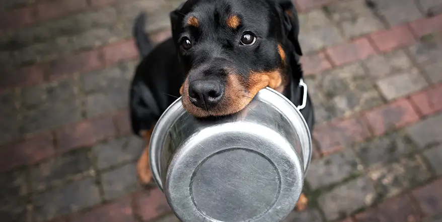 Rottweiler Puppy with Bowl