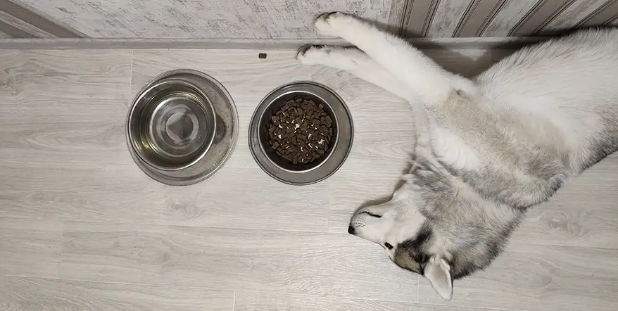 Best Siberian Husky Dog Food