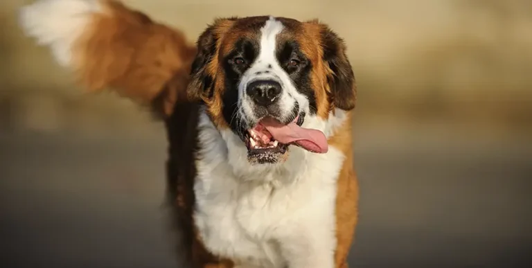 Best Dog Food for Saint Bernards : 15 Healthy Options + Helpful Answers to Feeding FAQs