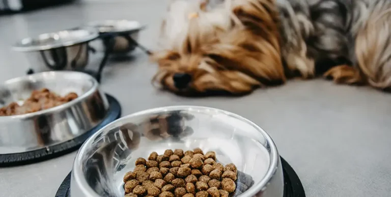 Best Dog Food for Yorkshire Terriers : 15 Healthy Options + Helpful Answers to Feeding FAQs