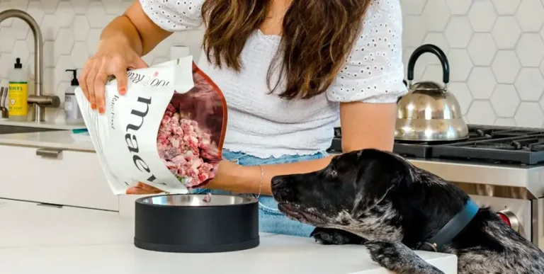 Best Beef Dog Food : 8 Healthiest Pet-Tested Recipes That Include Beef