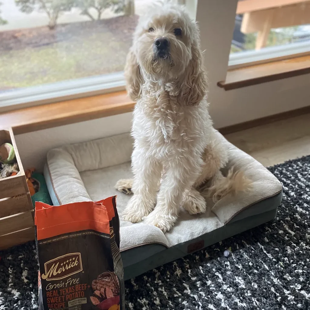 Mack the Cockapoo with Dog Food