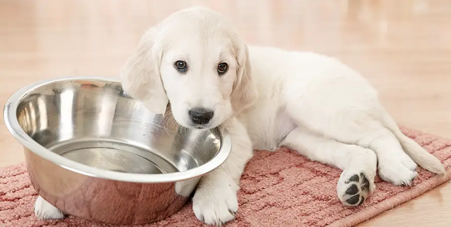 Cute Puppy with Food Bowl
