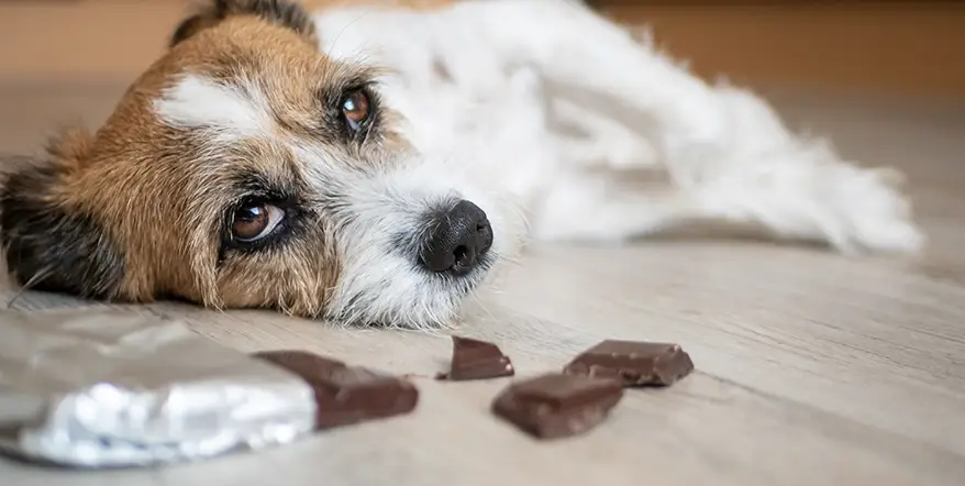Dog next to chocolate