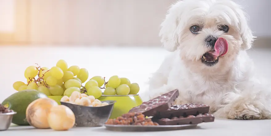 Dog with Grapes