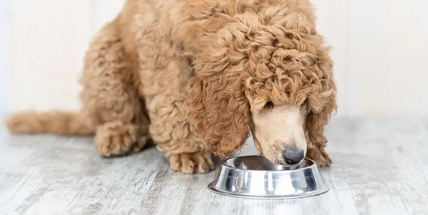 Standard Poodle eating from bowl