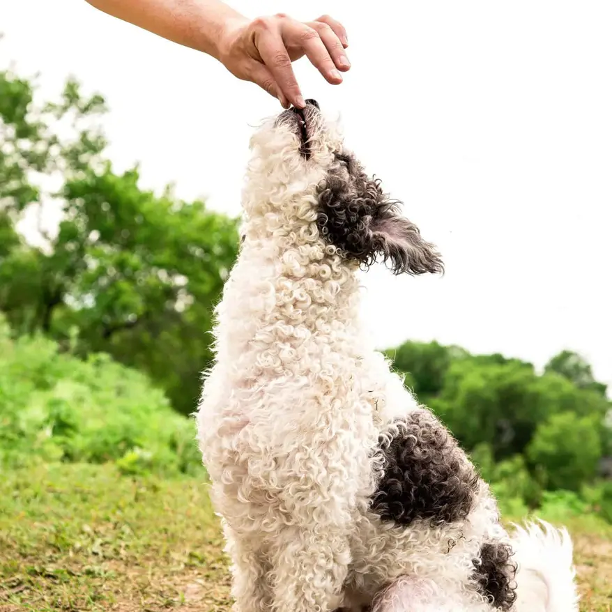 Bichon eating from hand