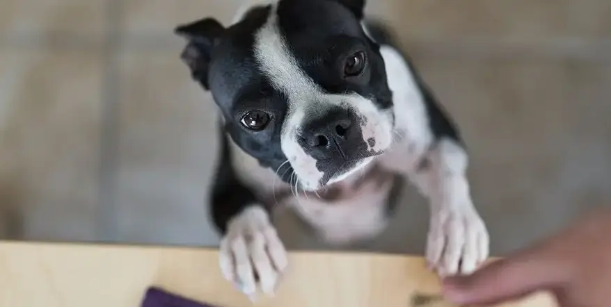 Boston Terrier begging for food