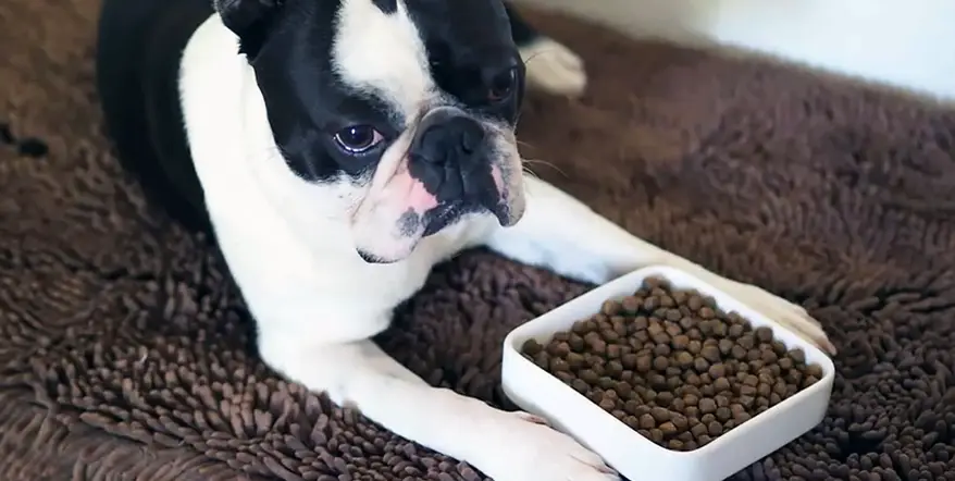 Boston Terrier with bowl of kibble