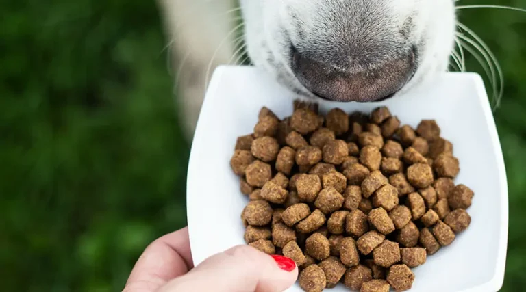 Best Dog Food for Picky Eaters : 8 Great Options for Pups With Particular Palates