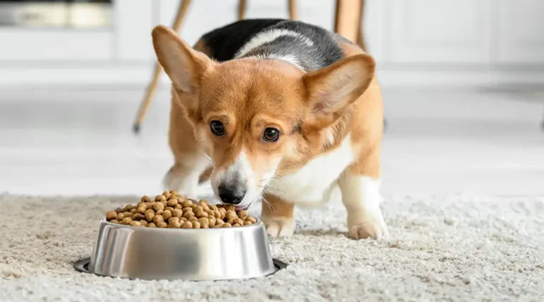 Corgi Feeding Chart : How Much To Feed Corgi Puppies and Adult Dogs