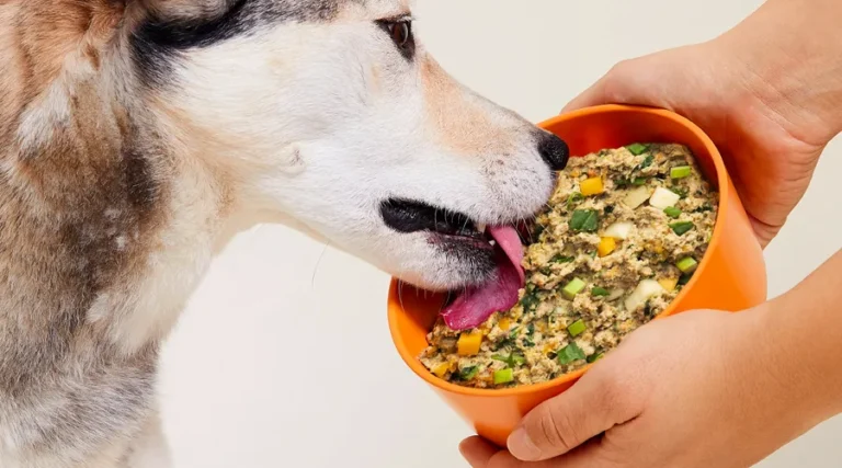 Ollie Dog Food Review – Our Pet-Tested Analysis of 7 Fresh and Baked Recipes [2023]
